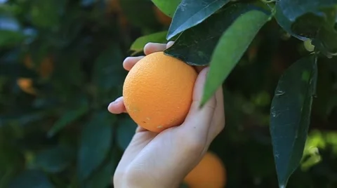 Picking an orange Stock Footage 56707542