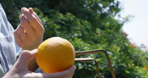 Picking orange from orange tree Stock Footage 307947594