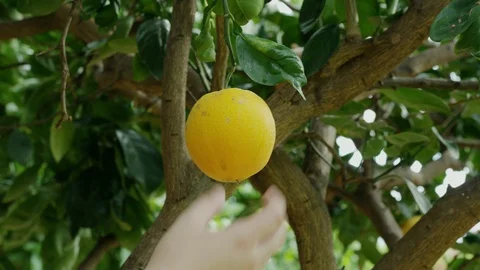 Picking an orange off the tree Stock Footage 100134894