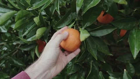 Picking orange from tree Stock Footage 300734863