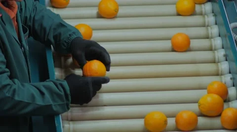 Picking Orange Work Processing 스톡 동영상 62892189