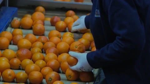 Picking  Orange Work Processing Stock Footage 62892524