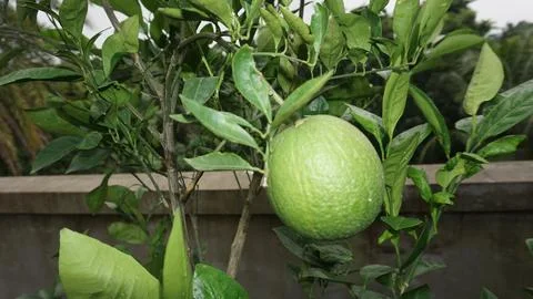 Picking oranges Stock Photos