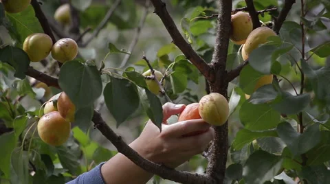 Picking organic apricots Video stock 43835144
