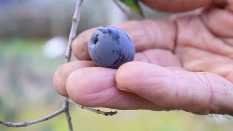 Picking up organic olive from olive tree. Stock Footage 122438370