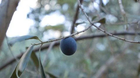 Picking up organic olive from olive tree. Stock Footage 122438371