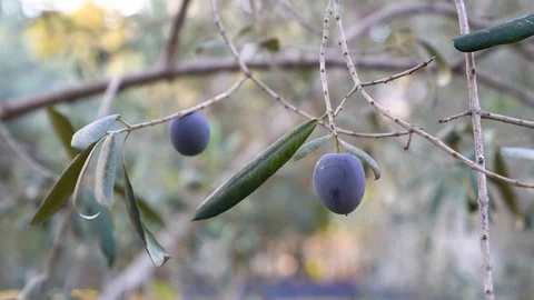 Picking up organic olive from olive tree. Stock Footage 122438377