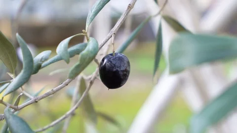 Picking up organic olive from olive tree. Stock Footage 122438391