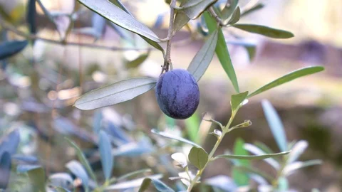 Picking up organic olive from olive tree. Stock Footage 122438419