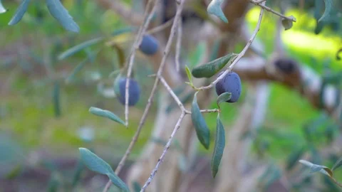 Picking up organic olive from olive tree. Stock Footage 122438433