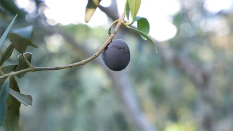Picking up organic olive from olive tree. Stock Footage 122438445