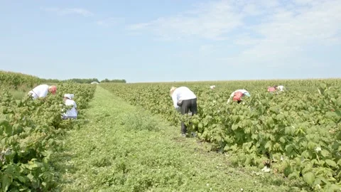 Picking organic raspberries Stock Footage 171555292