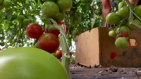 Picking organic tomatoes in a greenhouse Stock Footage 71914715