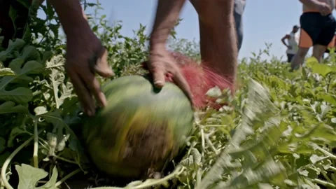 Picking organic watermelons Stock Footage 171557126