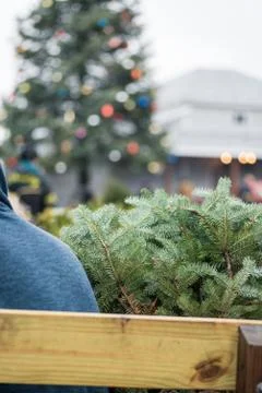 Picking out a christmas tree Stock Photos
