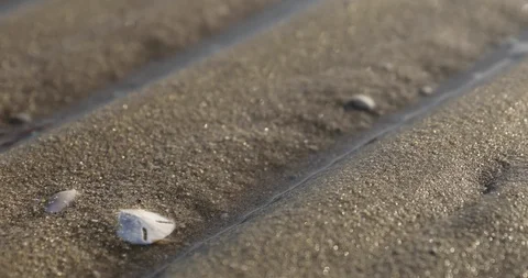 Picking up a pansy shell in the sand 動画素材 127631315