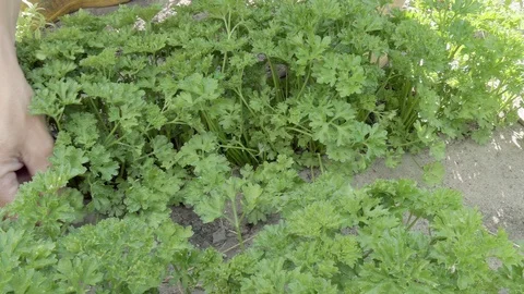 Picking parsley in garden Stock Footage 91690611