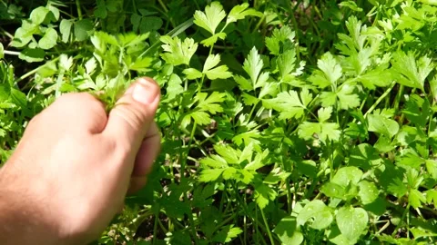 Picking parsley from garden Stock Footage 181232363