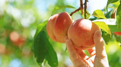 Picking Peach fruit. Video stock 65517423