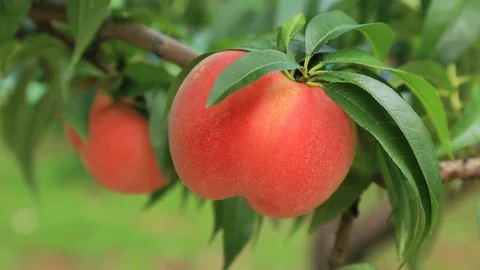 Picking peach fruit. Stock Footage 79029754