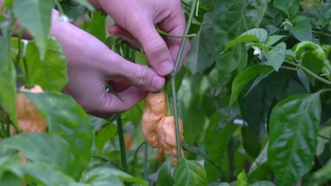 Picking Peach Ghost Scorpion Peppers from a small back yard garden in Tennessee. Stock Footage 142605551