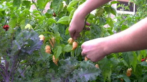 Picking Peach Ghost Scorpion Peppers from a small back yard garden in Tennessee. Stock Footage 142605572