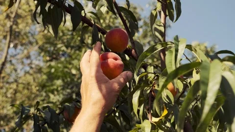 Picking Peaches from the Tree Stock Footage 303424140