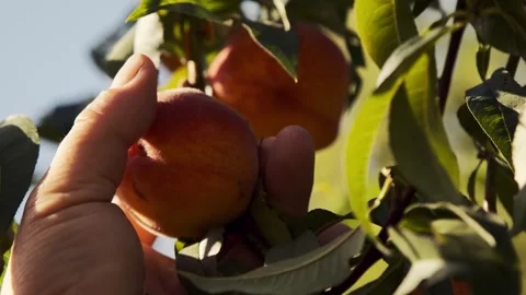Picking Peaches from the Tree Stock Footage 303424184