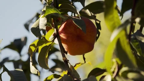 Picking Peaches from the Tree Stock Footage 303424191