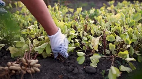 Picking peanuts. Farmer woman pulling peanuts out of soil. Autumn harvesting. Stock-Footage 132360150