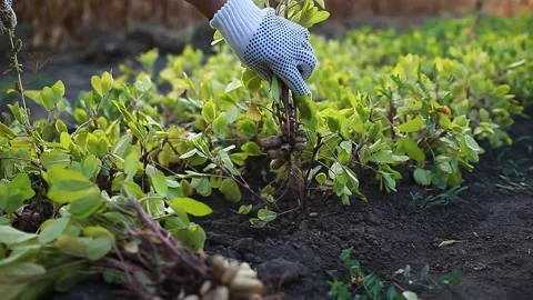Picking peanuts. Farmer woman pulling peanuts out of soil. Autumn harvesting. Stock-Footage 138829923