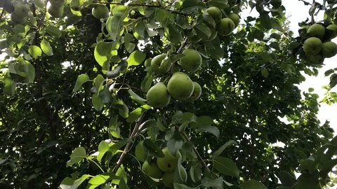 Picking a Pear Stock Footage 93111850