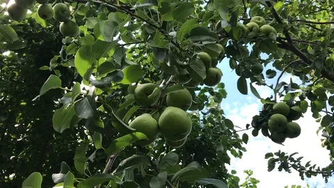 Picking a Pear Stock Footage 93111854