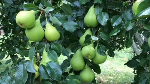 Picking a Pear Stock Footage 93111864