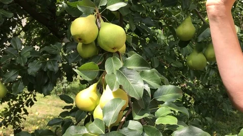 Picking a Pear Stock Footage 93111865