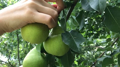 Picking a Pear Stock Footage 93111873