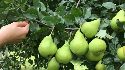 Picking a Pear Stock Footage 93111874