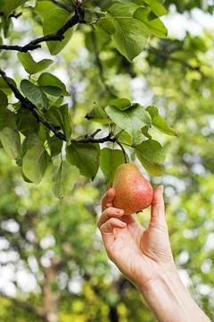 Picking Pear from tree Stock Photos