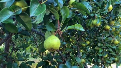 Picking Pears 動画素材 205713871