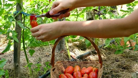 Picking up pelati tomatoes in basket Stock Footage 77384783