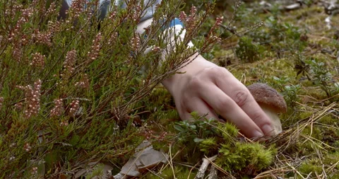 Picking penny bun mushroom. Video stock 277280368
