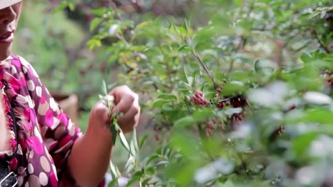 Picking peppercorn Video stock 270506194