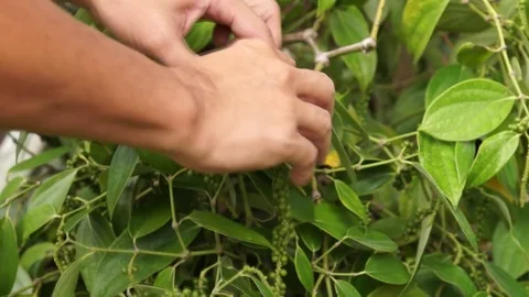 PICKING PEPPERCORNS BY HAND Stock Footage 75719713