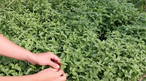 Picking Peppermint from Field Hd Video Video stock 68103901