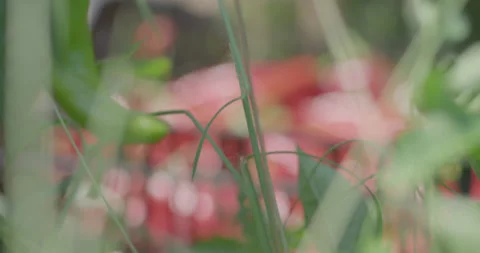 Picking peppers 2 Stockbeeldmateriaal 134101528