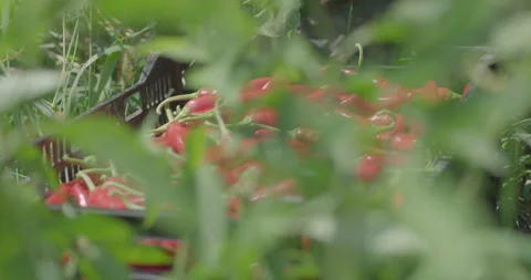 Picking peppers 3 Stock Footage 134101483