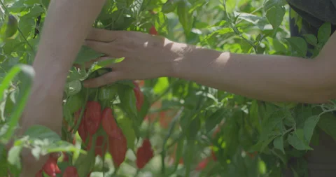 Picking peppers 4 Stock Footage 134100880