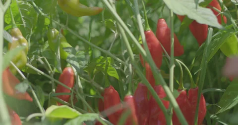 Picking peppers 5 Stock Footage 134100874