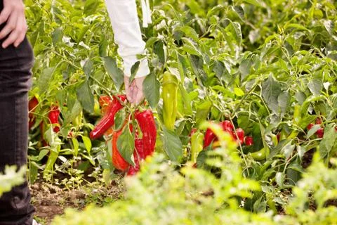 Picking peppers Stock Photos