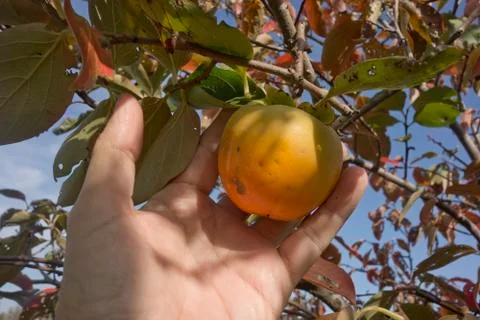 Picking persimmon fruit Stock Photos